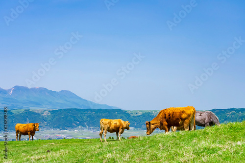 阿蘇カルデラとあか牛の放牧風景 © k_river