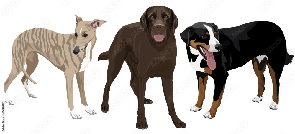 Collection of dogs