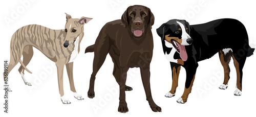 Collection of dogs