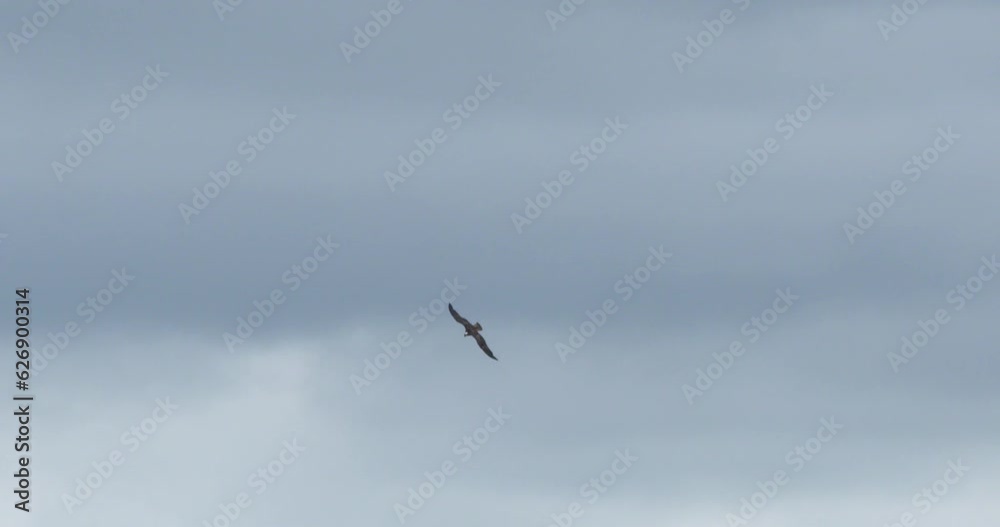 Osprey bird of prey soaring hovering above slow motion wildlife Osprey bird of prey soaring hovering above slow motion wildlife