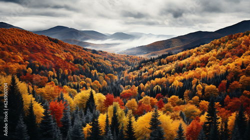 Stunning Aerial Photo of Colorful Autumn Forest - Great for Nature-themed Websites