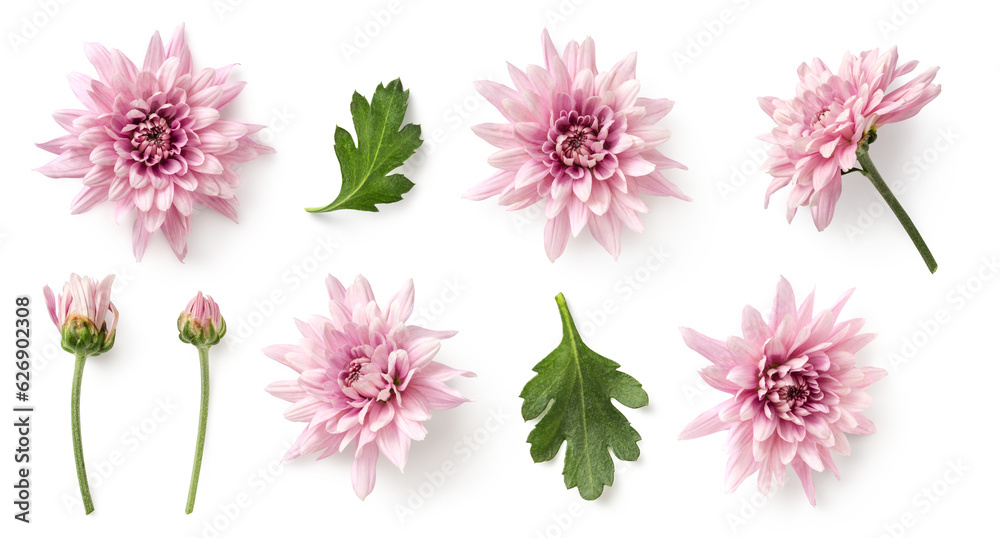 set / collection of delicate pink chrysanthemum flowers, buds and leaves isolated over a transparent background, cut-out floral garden or seasonal summer design elements, top view / flat lay - obrazy, fototapety, plakaty 