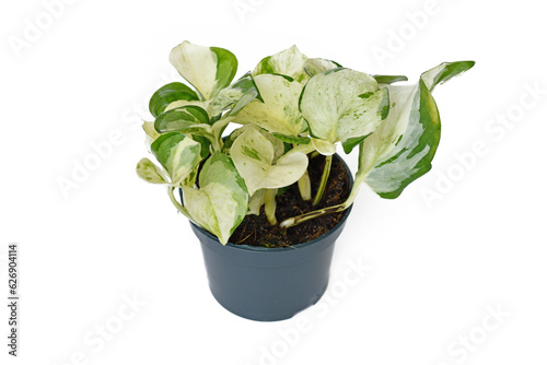 Exotic 'Epipremnum Aureum Manjula' pothos houseplant in flower pot on white background photo