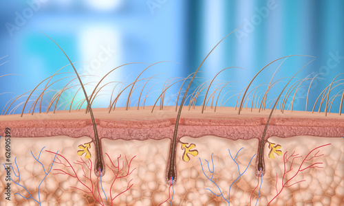 3d Render Hair Follicle close-up (Depth of Field) photo