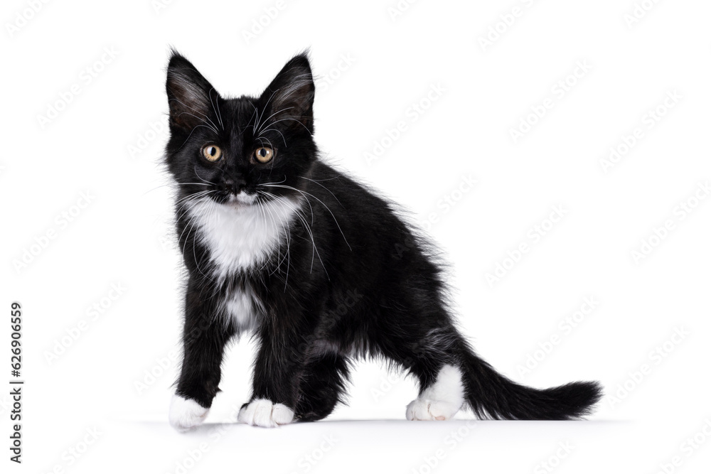 Adorable black with white tuxedo Maine Coon cat kitten, walking side wats Looking beside camera. Isolated on a white background. Adorable black with white tuxedo Maine Coon cat kitten, walking side wats Looking beside camera. Isolated on a white background.
