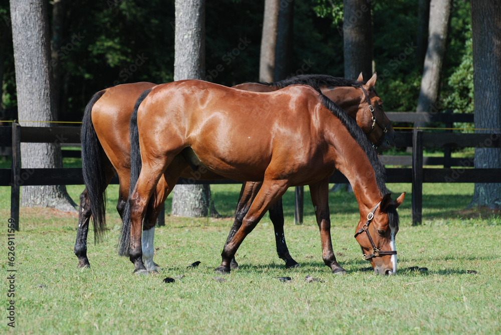 Pair of Beautiful Warmblood Horses Grazing in Pasture Pair of Beautiful Warmblood Horses Grazing in Pasture