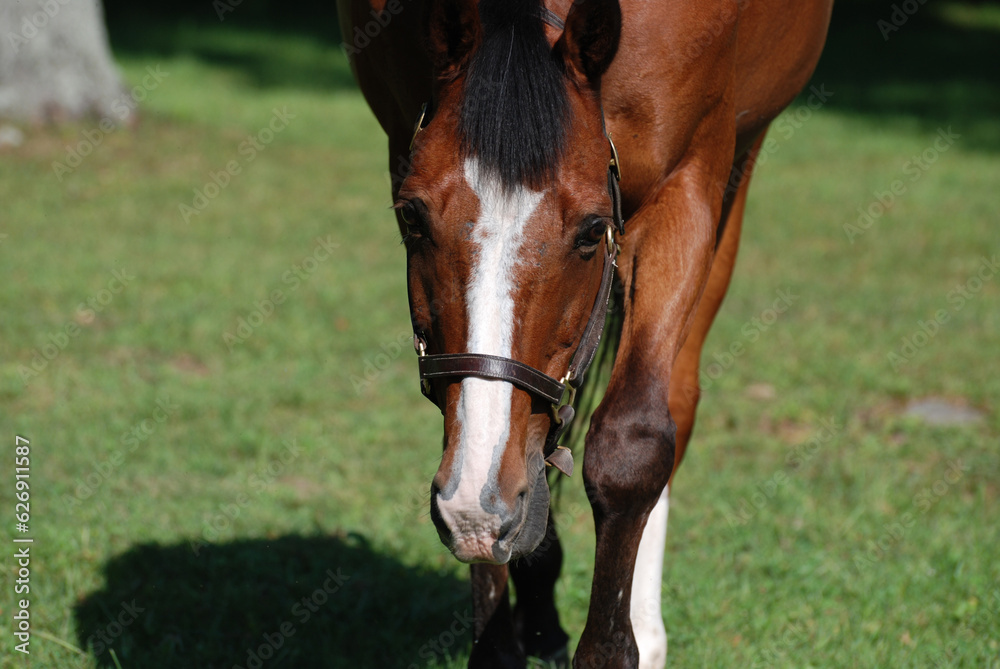 Wandering Bay Horse in a Large Pasture Wandering Bay Horse in a Large Pasture