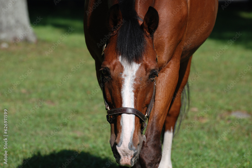 Getting Up Close and Personal with a Horse Getting Up Close and Personal with a Horse