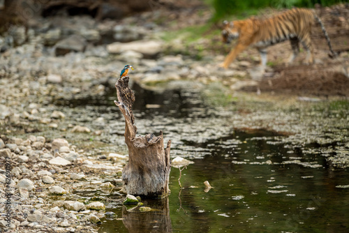 Photography wild moment in forest common kingfisher or Alcedo atthis a colorful bird hunting