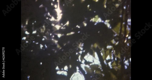 Close up, green forest foliage in bright sunlight in summer. Sun light break through tree leaves in park nature. Natural sunny background. Archival vintage color film. Archive video. Old retro 1980s photo