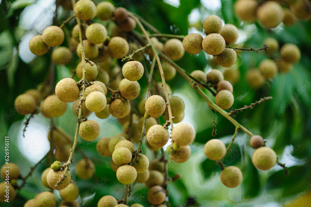 tropical fruits longan in growth on tree tropical fruits longan in growth on tree