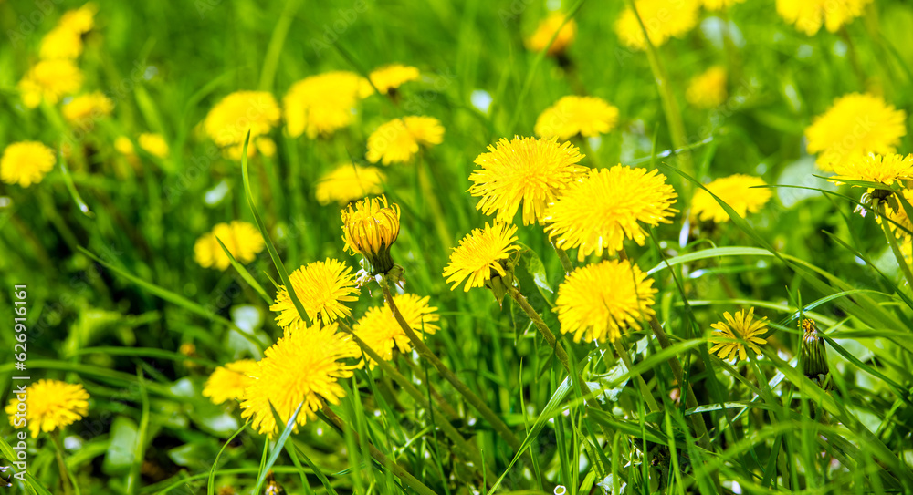 Obraz premium Yellow dandelions blooming on grass background 