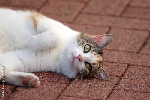 Eine Hauskatze liegt auf dem Boden. Die Katze blickt mit neugierigen Augen in die Kamera. © cuhle-fotos