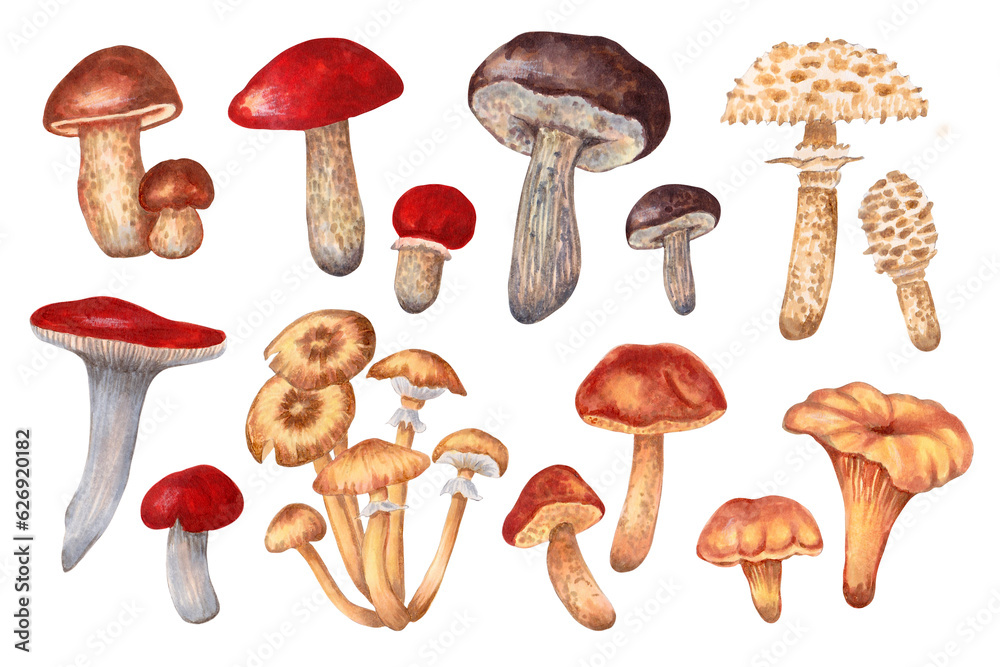 Autumn mushroom clipart. Collection of forest edible large and small mushrooms. Botanical illustration.Hand drawn isolated art. Autumn mushroom clipart. Collection of forest edible large and small mushrooms. Botanical illustration.Hand drawn isolated art.