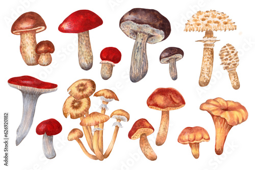 Autumn mushroom clipart. Collection of forest edible large and small mushrooms. Botanical illustration.Hand drawn isolated art.