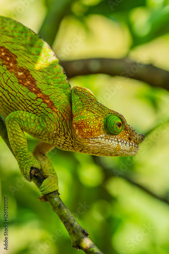 Green Chameleon with braun line on branch with green leaves, Madagascar