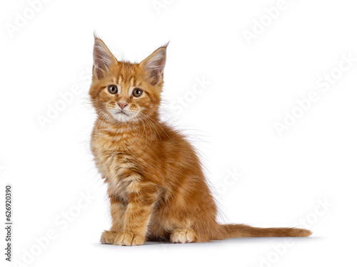 Sweet red Maine Coon cat kitten, sitting up side ways. Looking towards camera. Isolated on a white background.