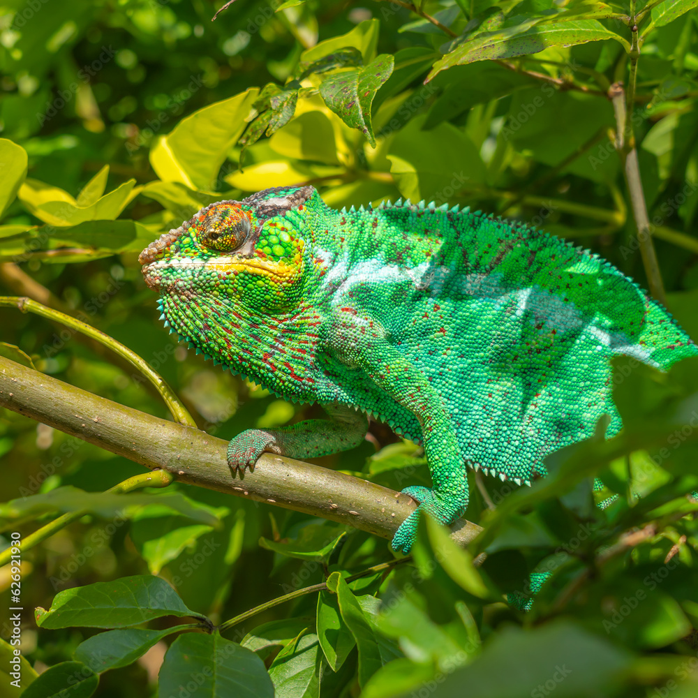 Green Chameleon close up colorful headshot on branch with green leaves, Madagascar Green Chameleon close up colorful headshot on branch with green leaves, Madagascar