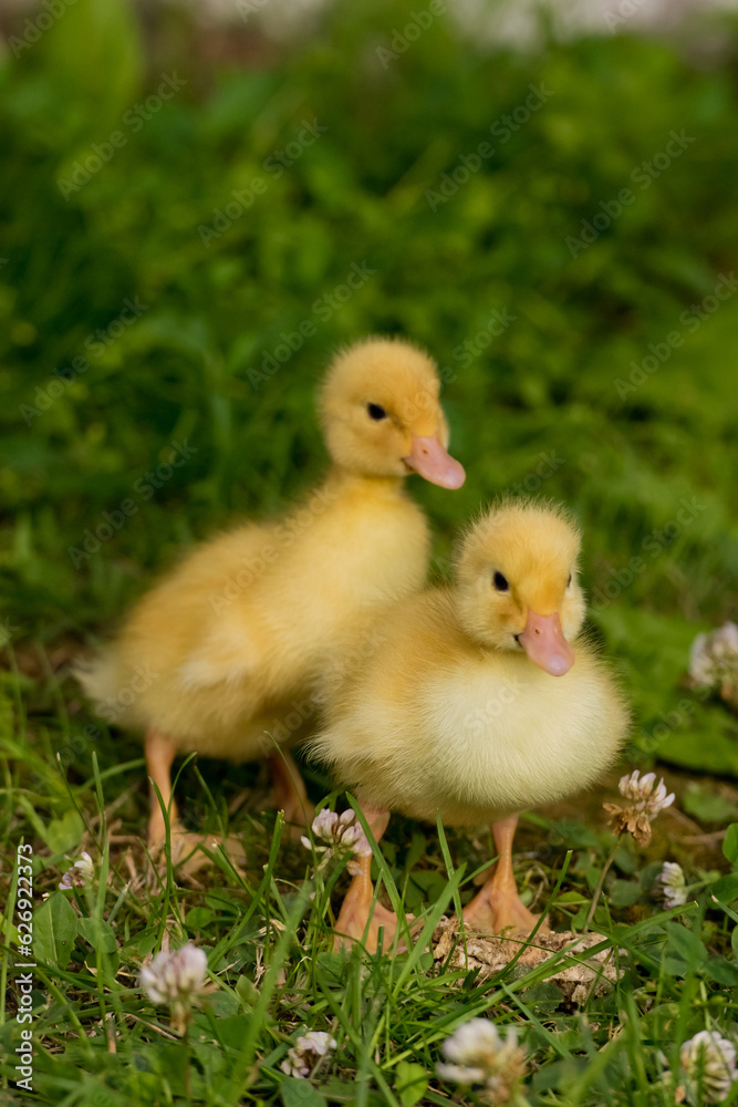 Two little yellow ducklings on the green grass. Close-up.