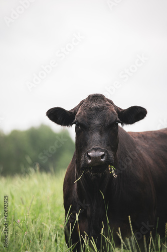 Close up on a front facing black angus cow in summer pasture