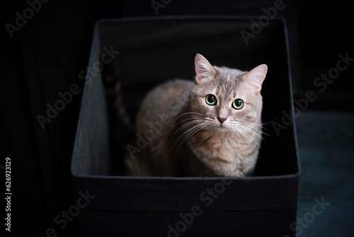 Cute gray tabby cat with green eyes, sitting in a black box for linen. © Maria