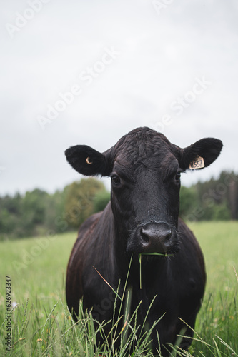 Wallpaper Mural Close up on a front facing black angus cow in summer pasture Torontodigital.ca