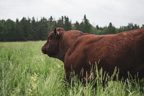 Saler bull walking away in summer pasture