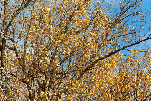 Bare tree branches and bright yellow and orange autumn foliage against a blue sky on a clear sunny day.