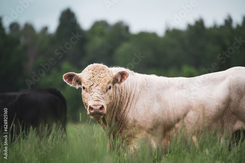 Stunning charolais bull standing outside in summer pasture
