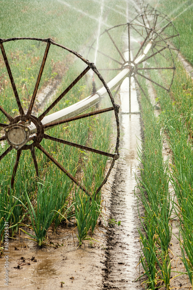 Wheel move irrigation with sprinkler water spring onion crop plantation in summer