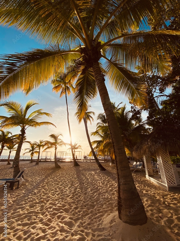 Caribbean palms