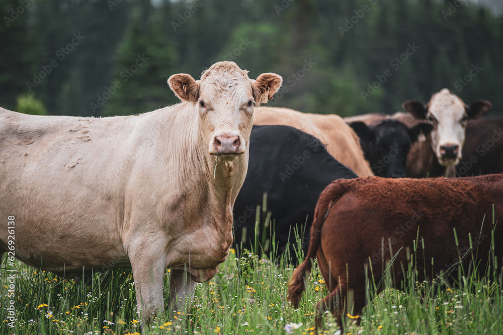 Curious cow standing in summer field with other cows Curious cow standing in summer field with other cows