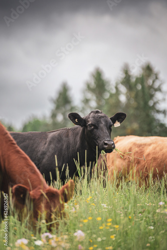 Cows grazing in summer pasture