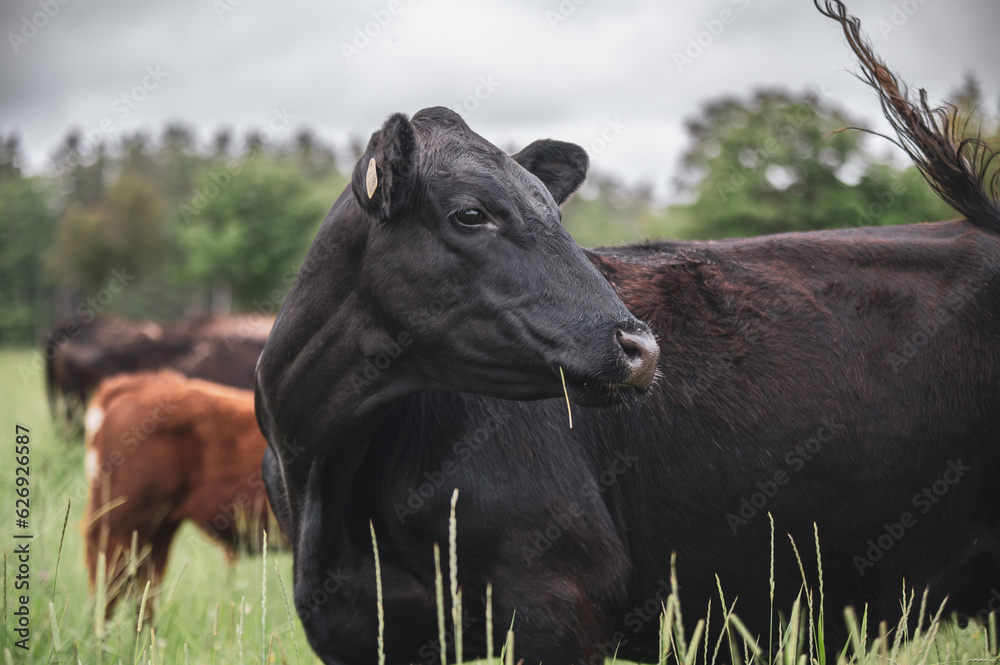 custom made wallpaper toronto digitalBeautiful black angus cow looking back 