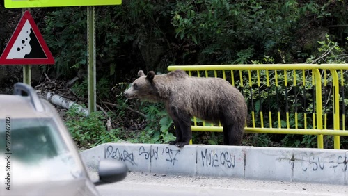 The brown bear filmed in Transfagarasan, Romania. A place that became famous for the large number of bears.