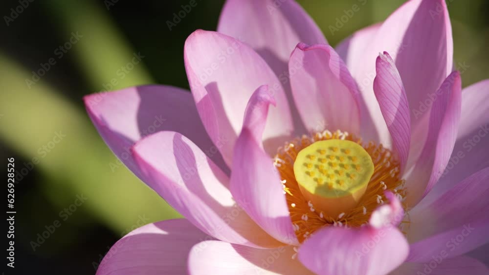 朝日を浴びて輝くハスの花 / 上野恩賜公園・不忍池(2023年7月) 朝日を浴びて輝くハスの花 / 上野恩賜公園・不忍池(2023年7月)