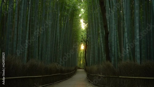 朝日が昇る京都嵐山の竹林の小径