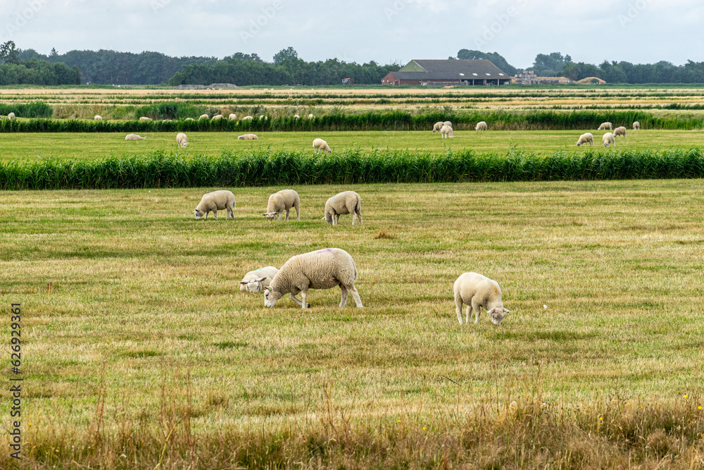 Sheep on the dutch island Texel Sheep on the dutch island Texel