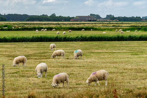 фотографія Sheep on the dutch island Texel