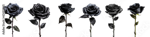black rose with leaf isolated on transparent background