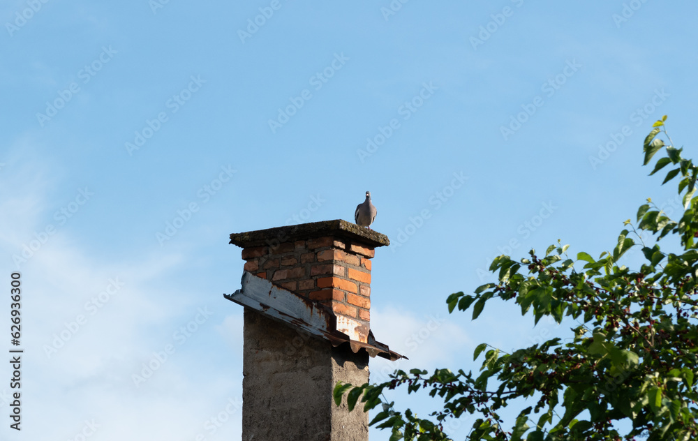 Naklejka premium Wild pigeon sits on house chimney against blue sky