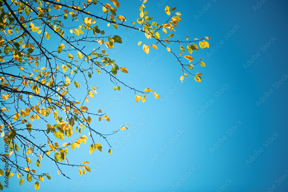 Colorful Autumn Leaves against blue sky