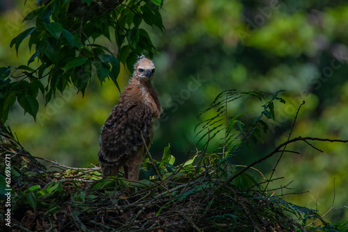 A javan hawk eagle nisaetus bartelsi nestling on its nest over a tall tree, natural bokeh background photo