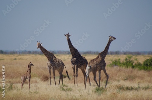 girafes © mariechristine