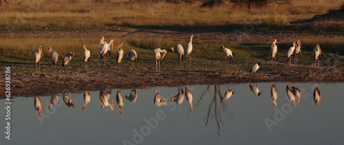 marabou du botswana