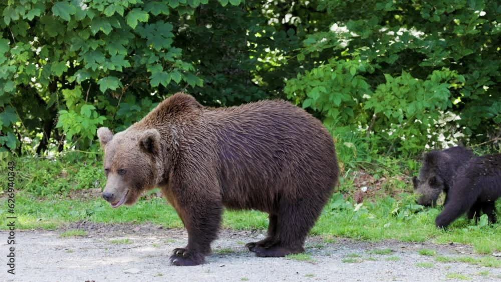 The brown bear filmed in Transfagarasan, Romania. A place that became famous for the large number of bears. The brown bear filmed in Transfagarasan, Romania. A place that became famous for the large number of bears.
