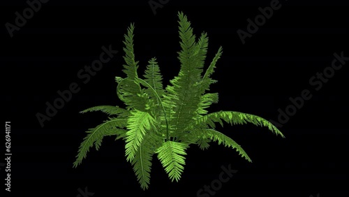 Forest Fern with transparent (alpha) background
