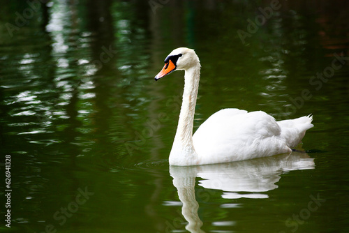 Beautiful white swan floating on the water.