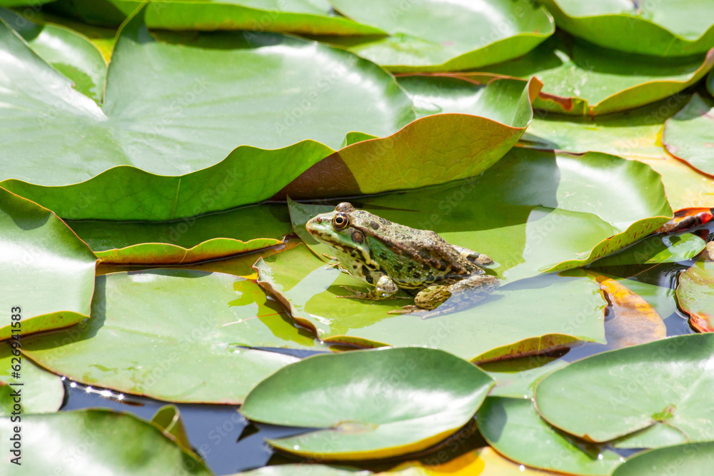 Frog resting on a lotus leaf. Green frog on water lilly Frog resting on a lotus leaf. Green frog on water lilly