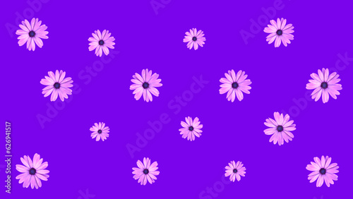 Floral pattern of pink African daisy flowers on purple background. Top view of flat lay daisies.